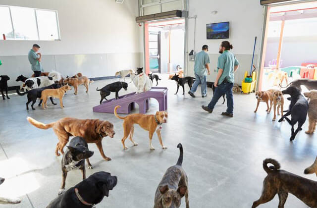 Pet Care